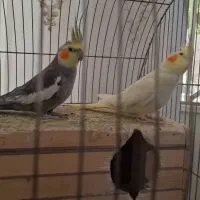 فروش فوری عروس هلندی