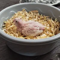 جوجه عروس هلندی آلبینو