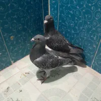 کبوتر پلاکی و دمبی|پرنده|دهدشت, |دیوار