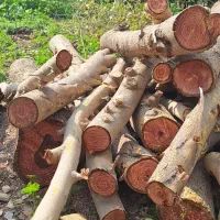 چوب،اره، ویلا باغ|خدمات باغبانی و درختکاری|دزفول, |دیوار