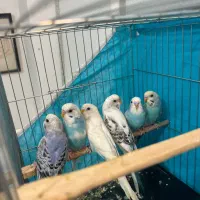 مرغ عشق جفت و باهم