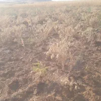 خرید نخود قرمز سیاه و عدس هستم