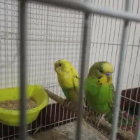 یک جفت مرغ عشق