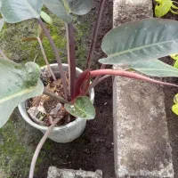 گل فیلودندرون بزرگ|گل و گیاه طبیعی|اطاقور, |دیوار