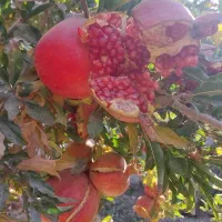 انار آبدار و درجه ۱