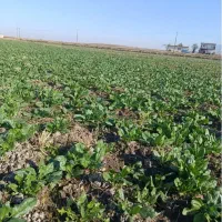 اسفناج محلی