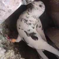 گمشده کسی گرفت خریدارم