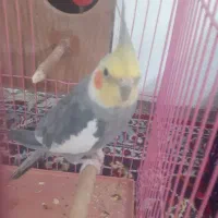 عروس هلندی نروماده مولد تخم گذار|پرنده|گلپایگان, |دیوار