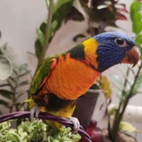 جوجه پرنده زیبا و خونگی دستی همه نژاد موجود است.|پرنده|شیراز, درکی|دیوار