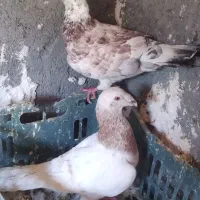 کبوتر|پرنده|گلبهار, شهر جدید گلبهار|دیوار