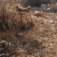 بز نر چاق وشرط سالم