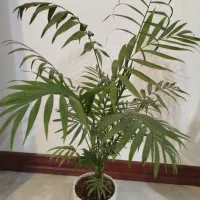 گل ها طبیعی همراه گلدان