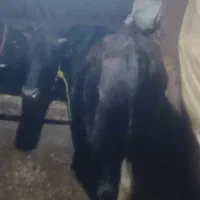 گوساله نر چاق