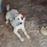 سگ پا کوتاه