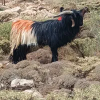 بعده دورون فروشی|حیوانات مزرعه|اردل, |دیوار