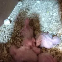 جفت گرینچیک مولد با جوجه|پرنده|میناب, |دیوار