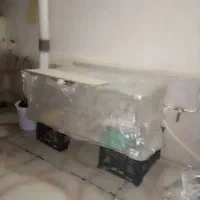 دو کبوتر طوقی حراج|پرنده|سروآباد, |دیوار