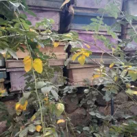 قوتی زنورعسل|عمده‌فروشی|مشگین شهر, |دیوار