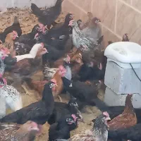 بزرگ ترین حراج جوجه مرغ خروس در شیراز  ارسال رایگا|حیوانات مزرعه|شیراز, قلعه نو|دیوار