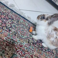 خرگوش لوپ نر