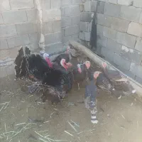 فروش جوجه بوقلمون ۷ ماهه|حیوانات مزرعه|شیراز, رحمت‌آباد|دیوار