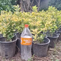 فروش شمشاد طلایی لافسون کامایا