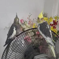 عروس هلندی زیبا