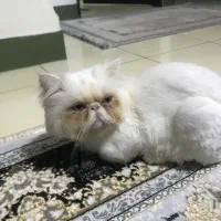 گربه