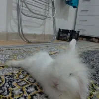 فروش خرگوش لوپ هندی بامزه و خاص