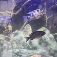 14 عدد ماهی سیچلاید