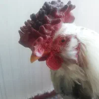 خروس گلین بسیار زیبا