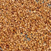 فروش سنجد|عمده‌فروشی|فسا, |دیوار