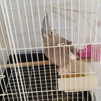 عروس ماده بالغ بدون قفس