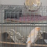 قناری سوپری