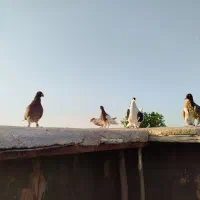 کبوتر سینه سیاه کله دمسفید طوقی رنگه ساده پرشی|پرنده|مشهد, موسوی قوچانی|دیوار