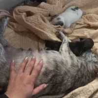 نژاد دار پا ۱ وجبی در سایزهای متفاوت|سگ|آمل, |دیوار