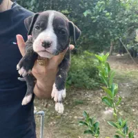 توله پیت بول|سگ|ساری, |دیوار