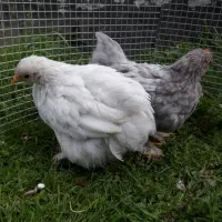 تخم نطفه دار مرغ ابریشمی و کوشین و برهما و...|حیوانات مزرعه|تهران, نیلوفر|دیوار