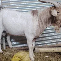 نر بز بوئر بویر