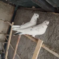 کفتر