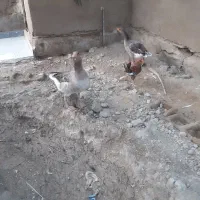 سلام غاز سرحال|حیوانات مزرعه|شادگان, |دیوار