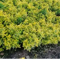 نهال شمشاد طلائی