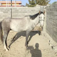 نریون ترکمن. کرد 3 ساله|اسب و تجهیزات اسب‌سواری|هشتگرد, تهران دشت|دیوار