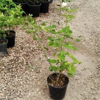 یاس رازقی فقط۲۸ت|گل و گیاه طبیعی|اصفهان, زاجان|دیوار