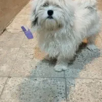 سگ خانگی نژاد شیتزو