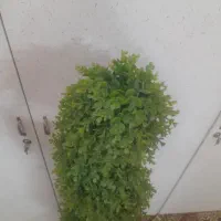 درختچه تمیز درحدنو|گل مصنوعی|قم, زند آباد|دیوار