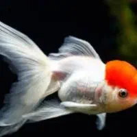 مرکز پخش وفروش ماهی اکواریوم|ماهی|گنبد کاووس, |دیوار