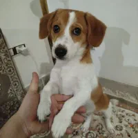 سگ خونگی پا کوتاه اشتیپتز