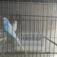 مرغ عشق انگلیسی روی تخم