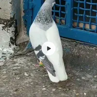 کفتر چپ سبز
